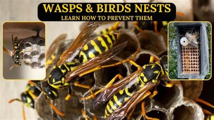 What stops wasps from nesting?