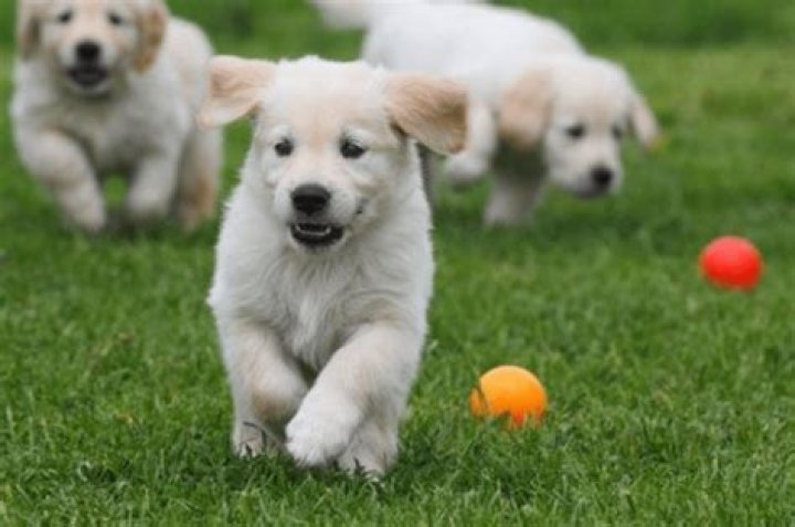 What time of day are dogs most active?