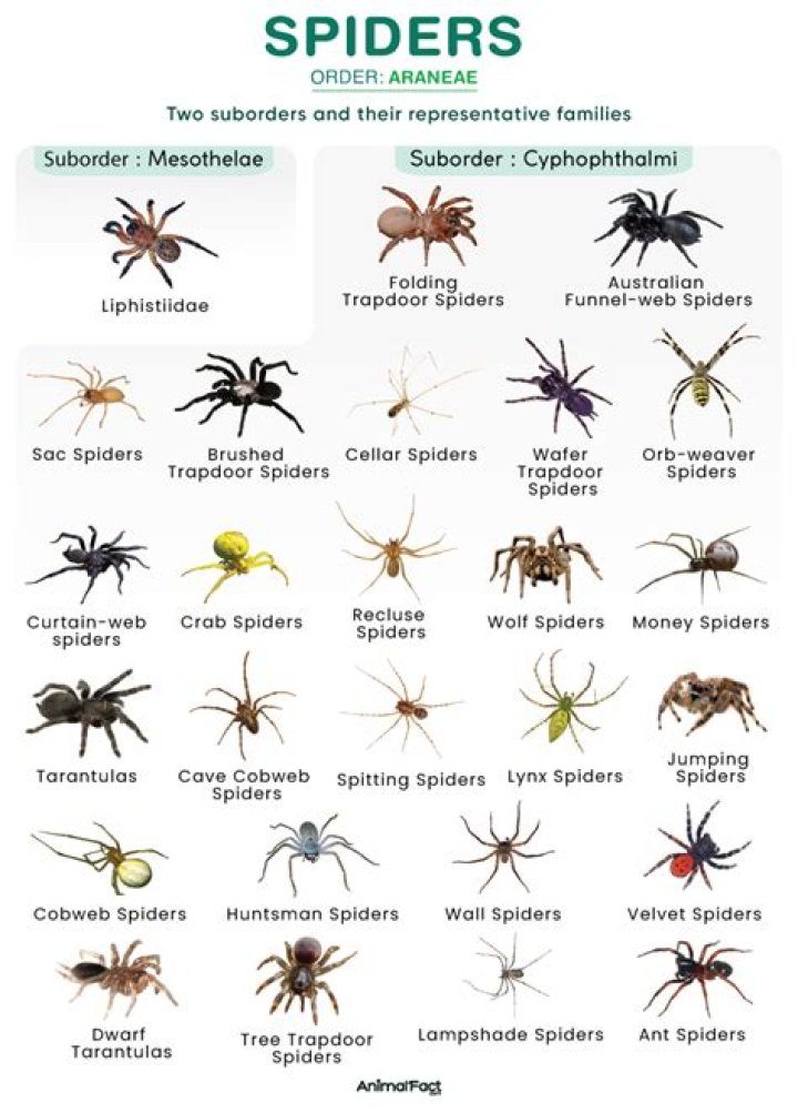 What time of year are spiders the worst?