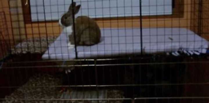 What time should rabbits go to bed?