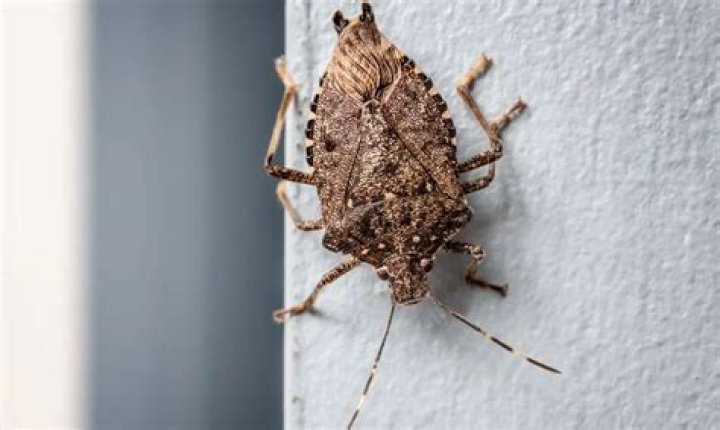 What to do if a stink bug bites you?