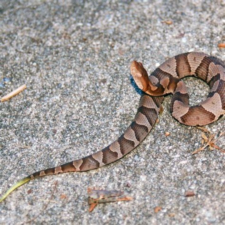 What to do if you see a copperhead in your yard?