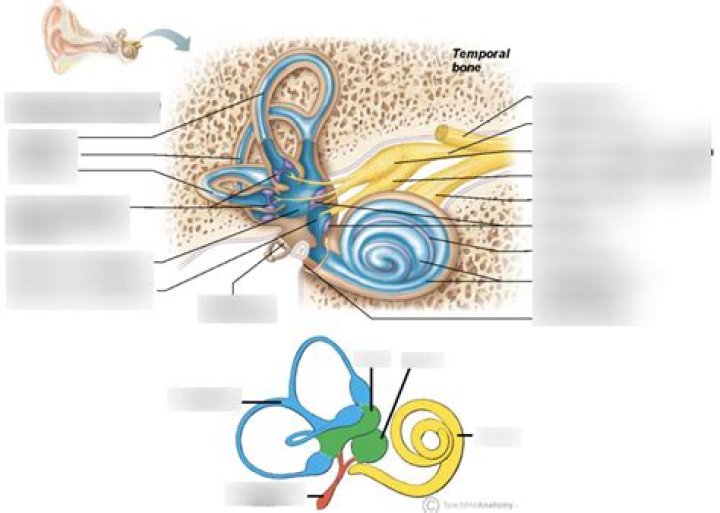 What type of fluid fills the membranous labyrinth quizlet?