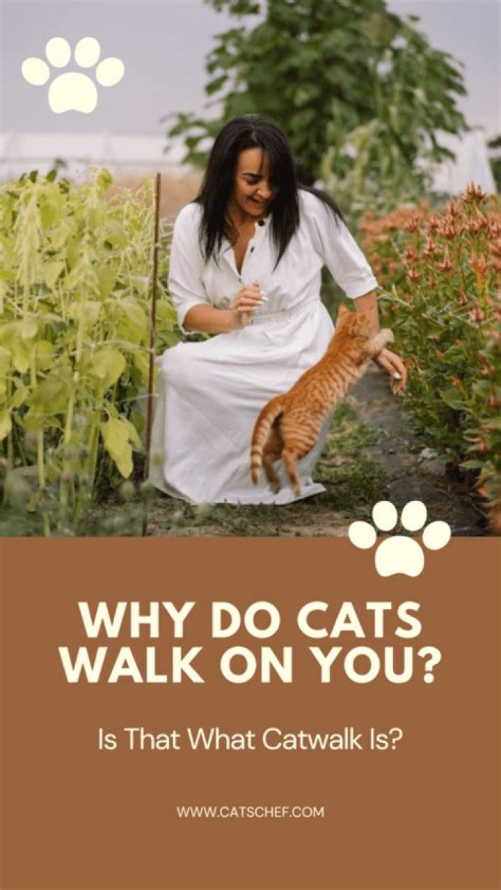 What won't cats walk on?