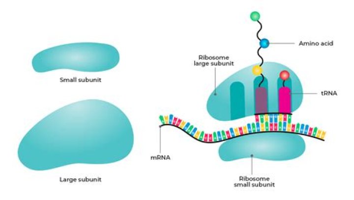 What would a ribosomes be in a school?