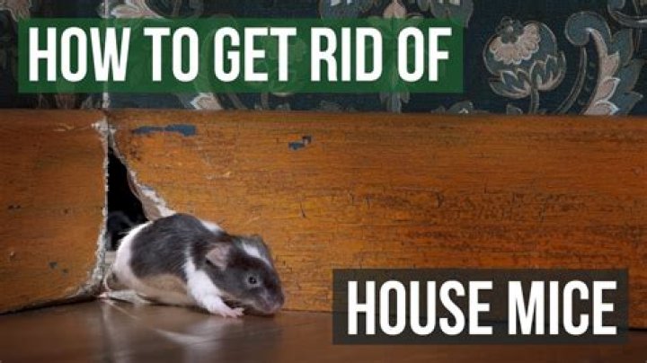 What's the best home remedy to get rid of mice?