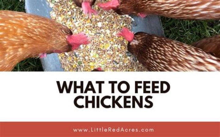 What's the best thing to feed chickens?
