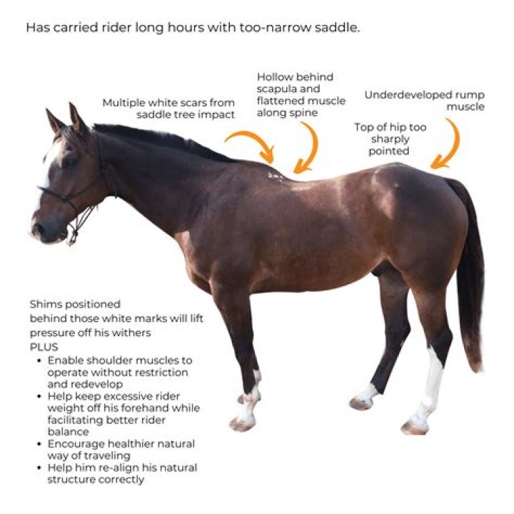 What's the biggest odds a horse has won at?