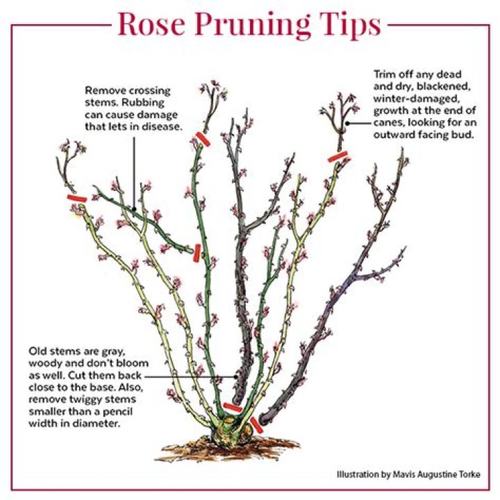 When should roses be pruned?