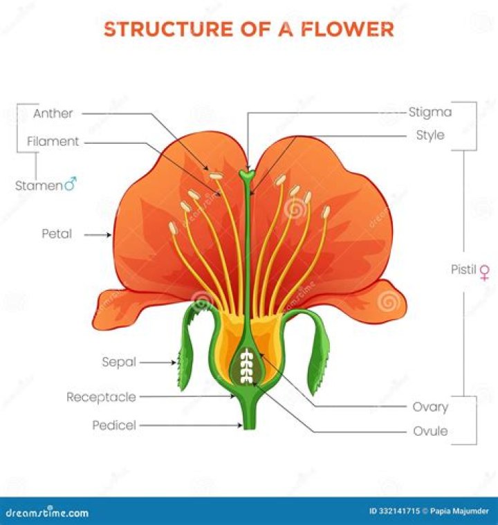 Where are sepals found and what is their job?