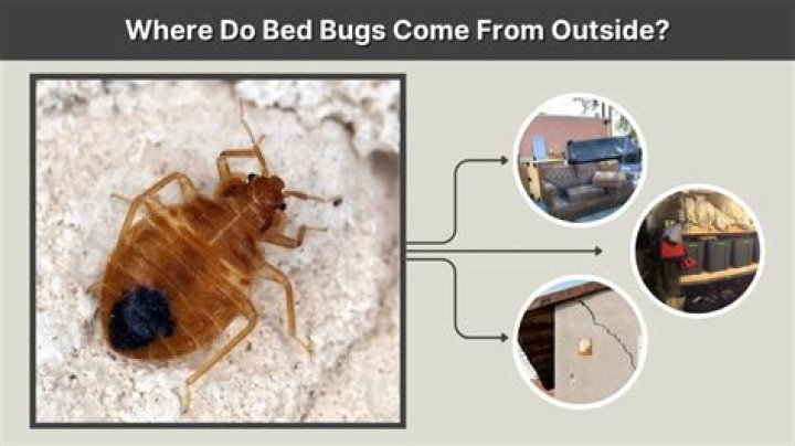 Where do bed bugs come from in the first place?
