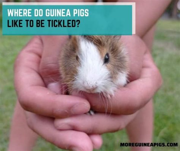 Where do guinea pigs like to be tickled?