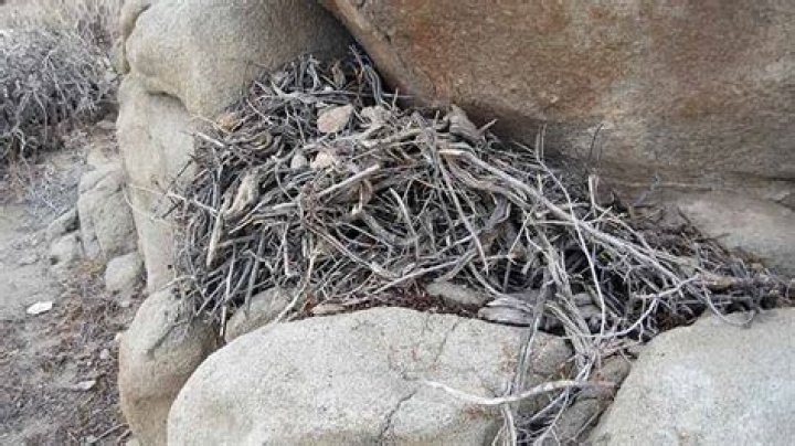 Where do rats nest in gardens?