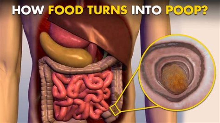 Where does the poop in Venice go?