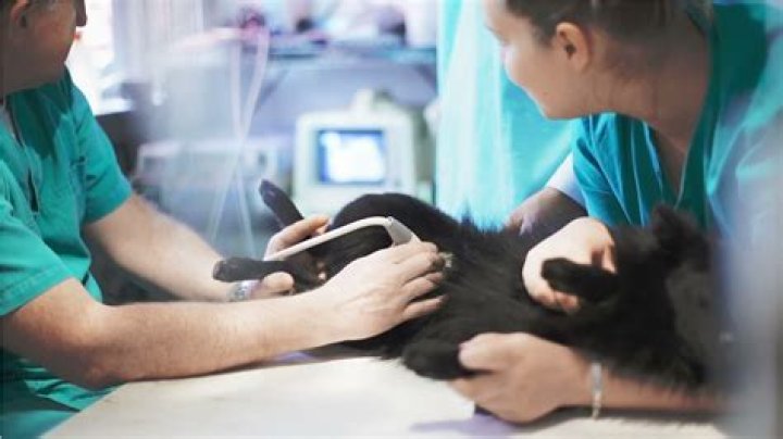 Where does the word veterinarian come from?