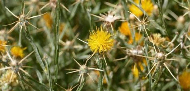 Where does yellow star thistle grow?