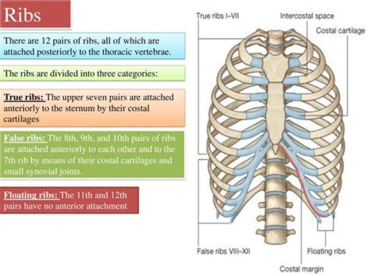 Where is the 7th rib in the human body?
