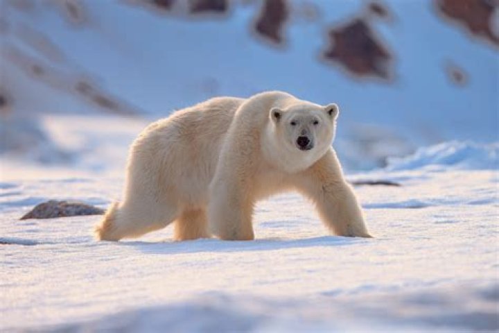 Which animal can beat a polar bear?