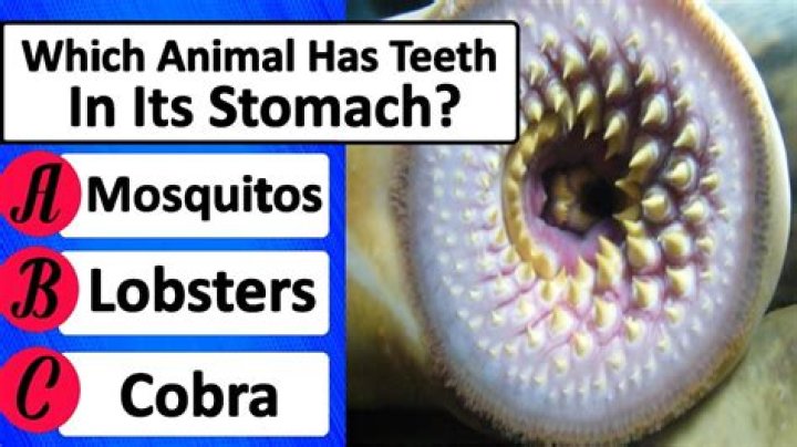 Which animal has teeth in its stomach?