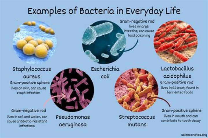 Which bacteria helps in dairy industry?