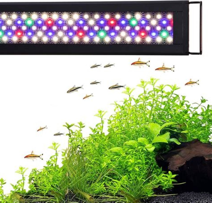Which Colour light is best for planted aquarium?