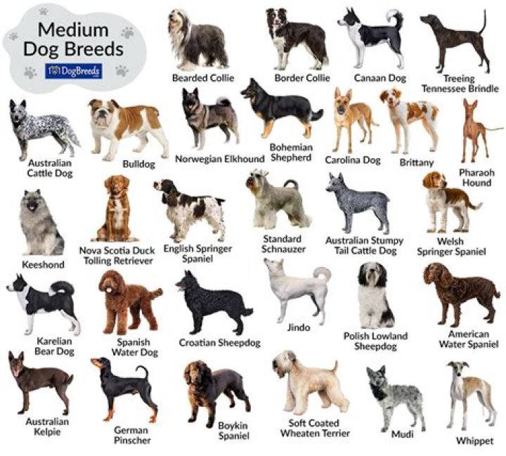 Which dog breed is the most alpha?
