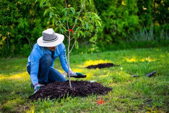 Which New Deal program involved the planting of trees?