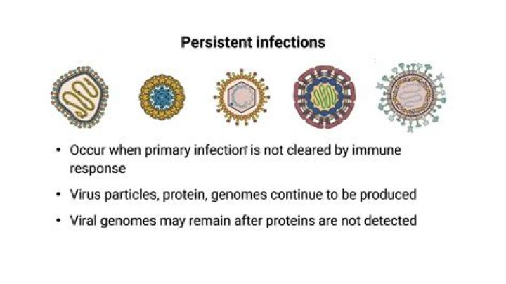 Which of the following viruses may cause a persistent viral infection?