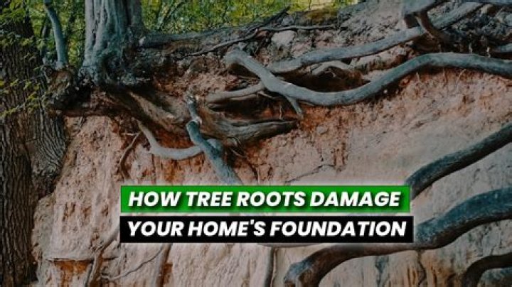 Which trees affect foundations?