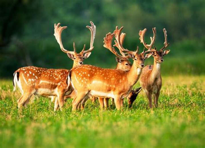 Which type of animal is deer?