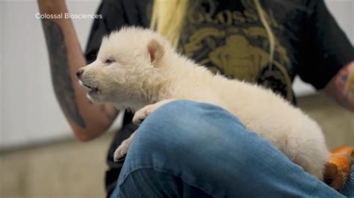 Who brought the first printed advertisement?