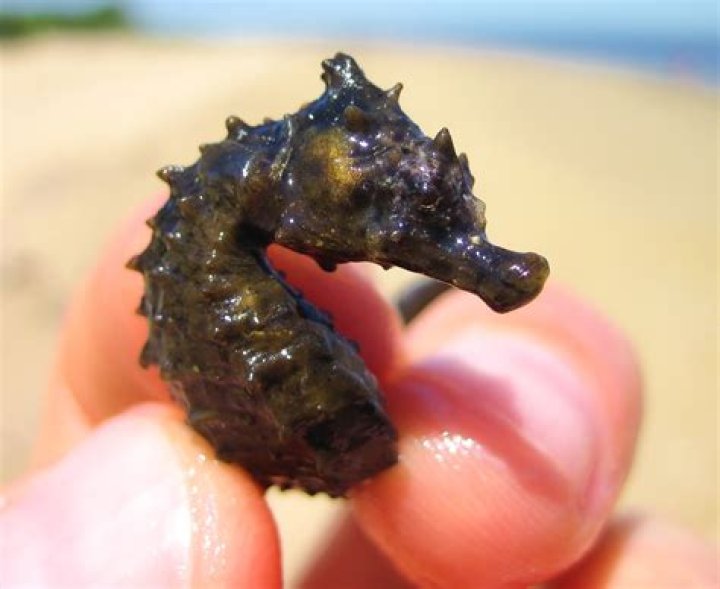Who eat sea horse?