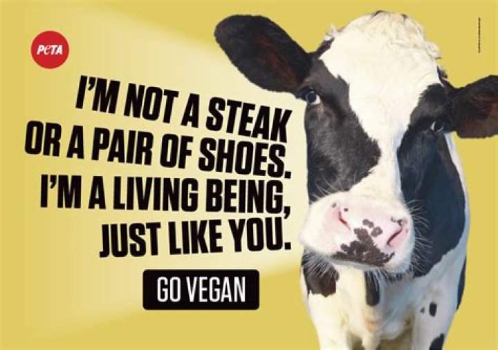 Why are cows vegetarian?