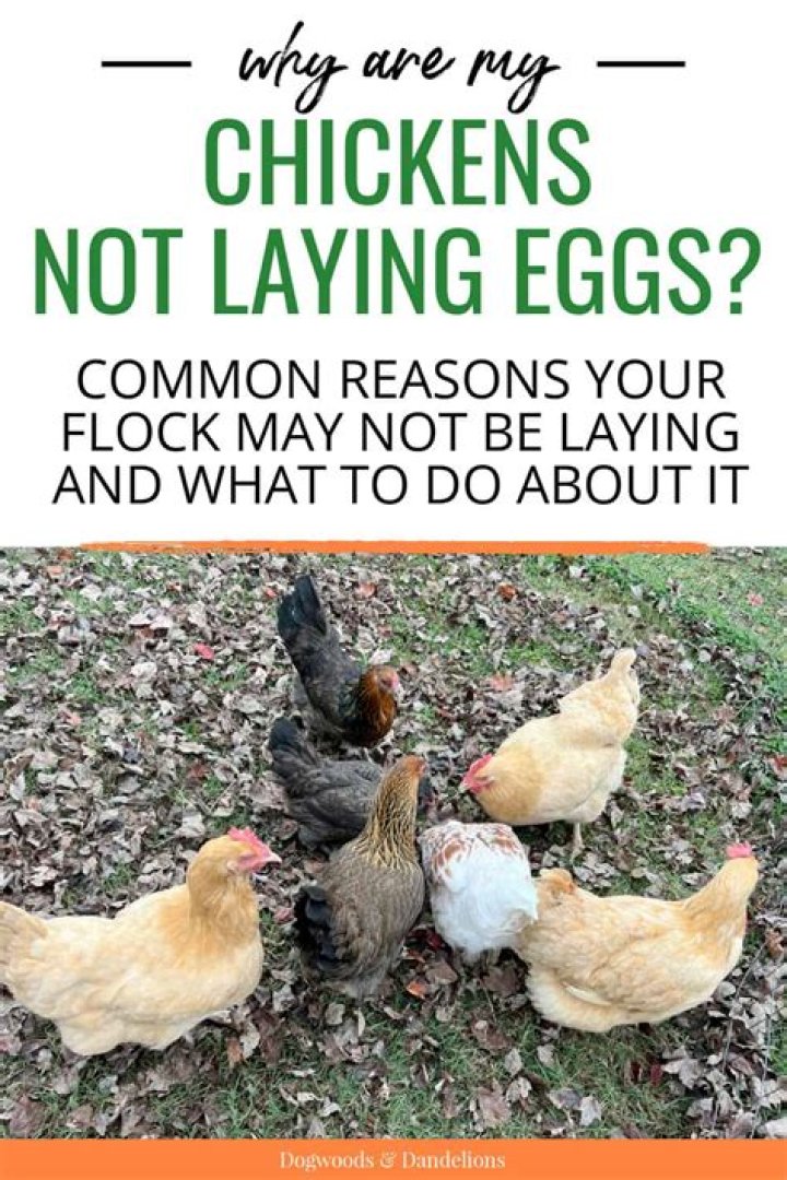 Why are my chickens not laying eggs in the summer?
