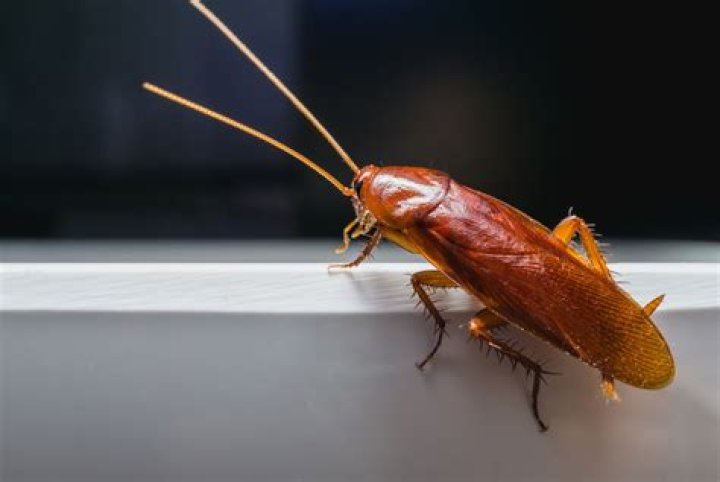 Why are roaches in my bedroom?