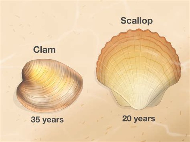 Why are scallops so bad?