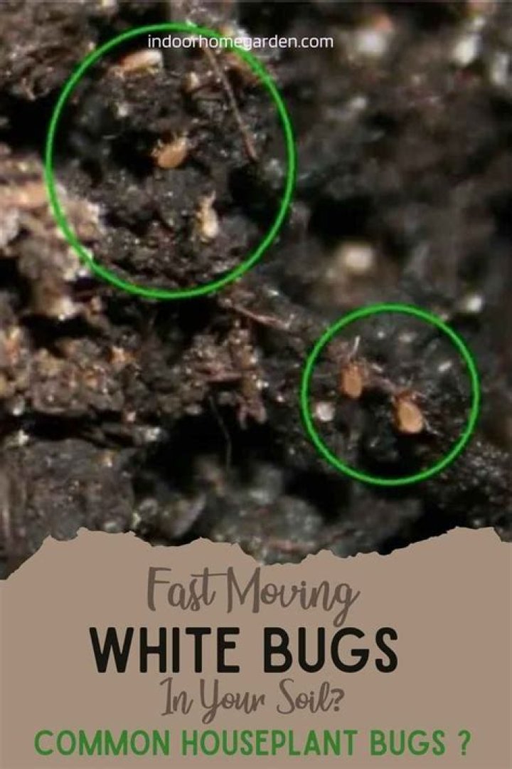 Why are there bugs in my potting soil?
