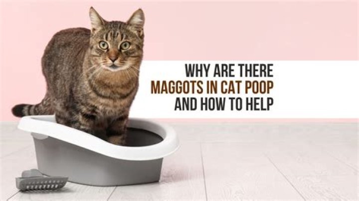 Why are there maggots in my cat's poop?