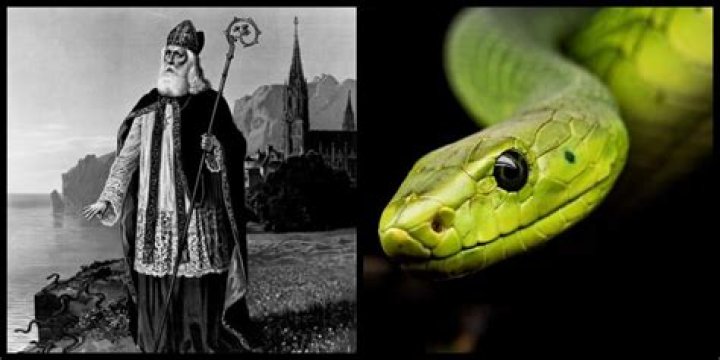 Why are there no snakes in Ireland?