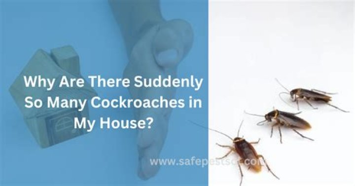 Why are there suddenly so many cockroaches in my house?