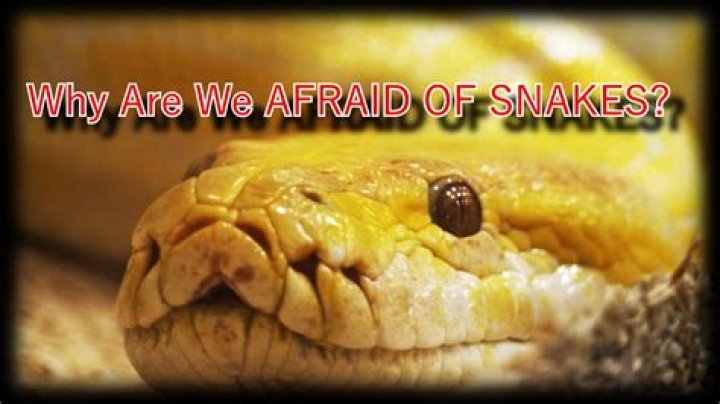 Why are we afraid of snakes?