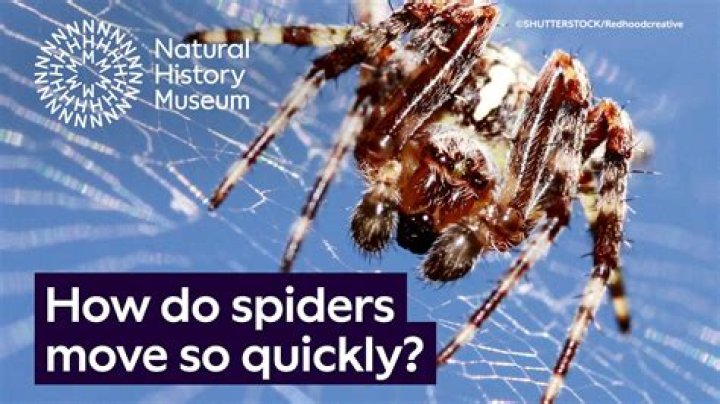 Why can't spiders climb out of a bath?