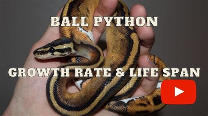 Why did my ball python strike at me?