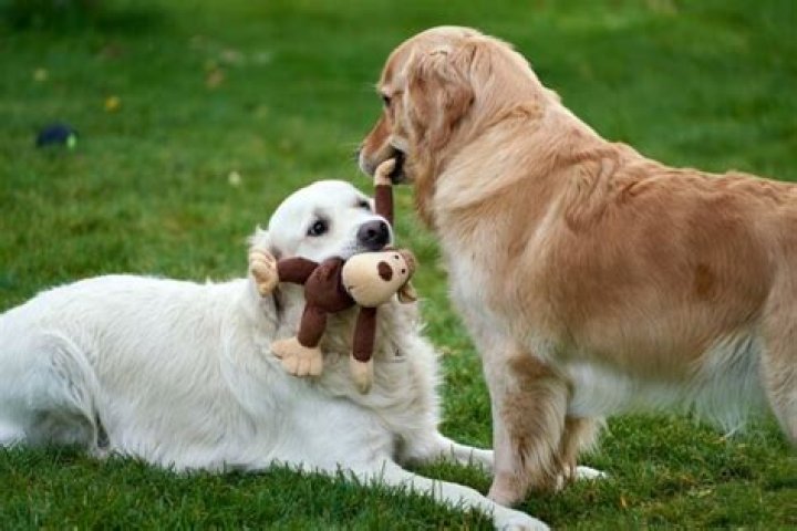 Why did my friendly dog snap at me?