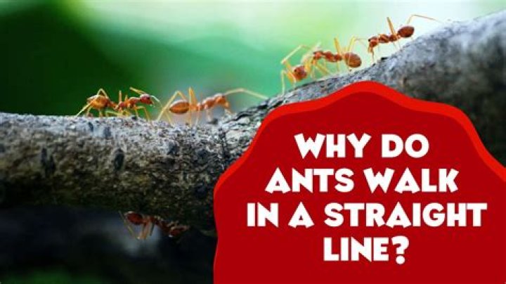Why do ants walk alone?