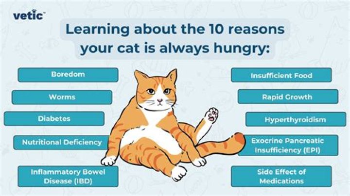 Why do cats always put their bum in your face?