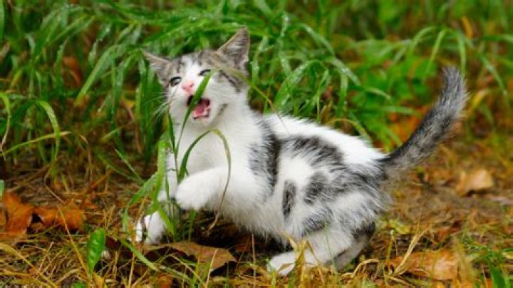 Why do cats eat grass?