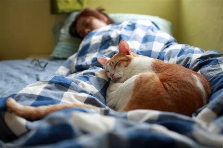 Why do cats sleep with their owner?