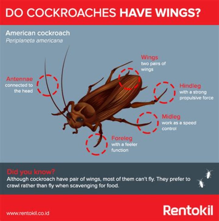 Why do cockroaches fly at you?