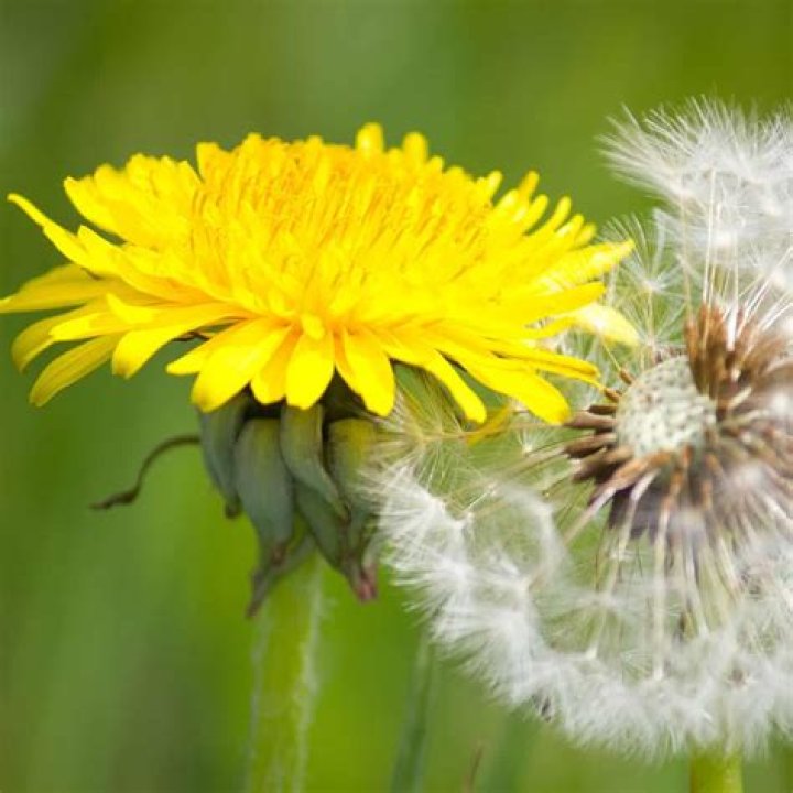 Why do dandelions close up when it rains?